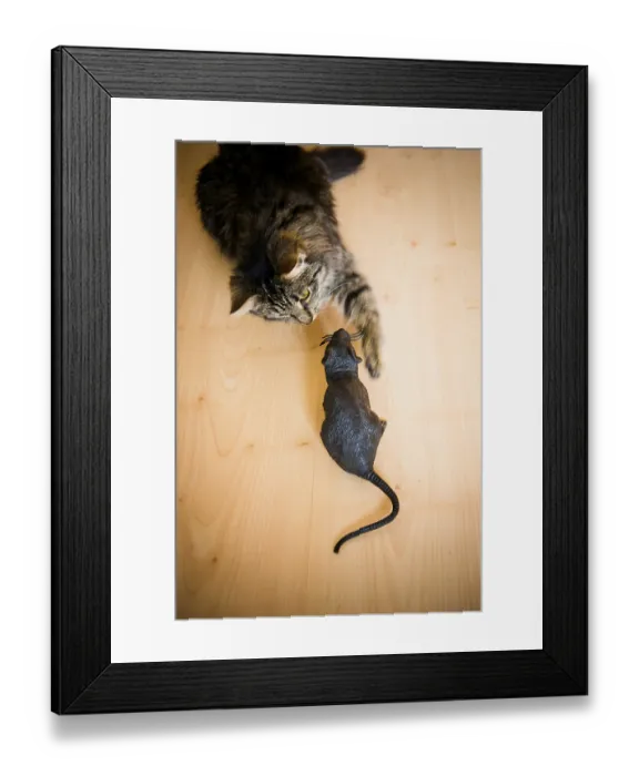 Framed Print : A cat interacting with a toy rat on a wooden floor Framed Print : A cat interacting with a toy rat on a wooden floor