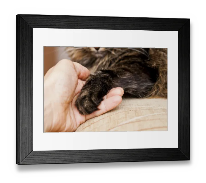 Framed Print : A person's hand gently holding a cat's paw