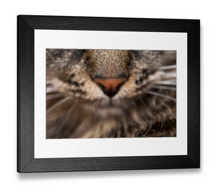 Framed Print : Close-up view of a cat's nose and whiskers highlighting the texture