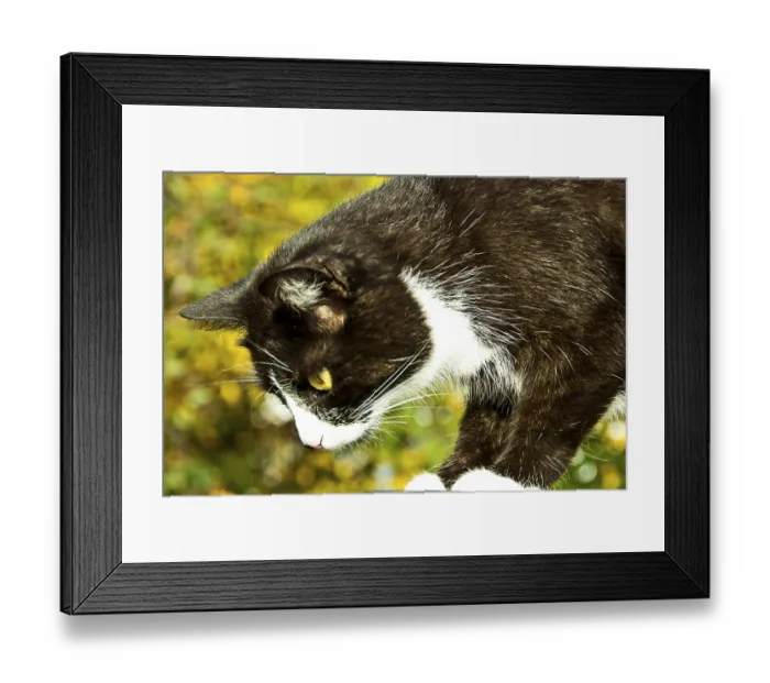 Framed Print : Close-up of a black and white cat with yellow eyes against a blurred green and yellow background