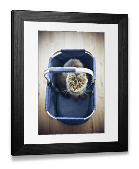 Framed Print : A fluffy cat sits in a denim basket on a wooden floor