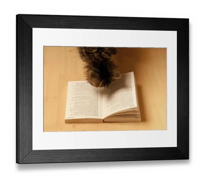 Framed Print : A tabby cat curiously looks at an open book on a wooden floor Framed Print : A tabby cat curiously looks at an open book on a wooden floor