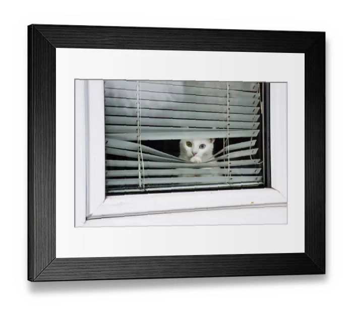 Framed Print : A white cat with heterochromia peers through window blinds