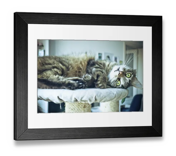 Framed Print : A tabby cat relaxing on a cat tree with a curious gaze Framed Print : A tabby cat relaxing on a cat tree with a curious gaze