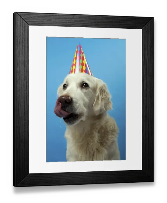 Framed Print : A golden retriever wearing a colorful party hat with a blue background Framed Print : A golden retriever wearing a colorful party hat with a blue background