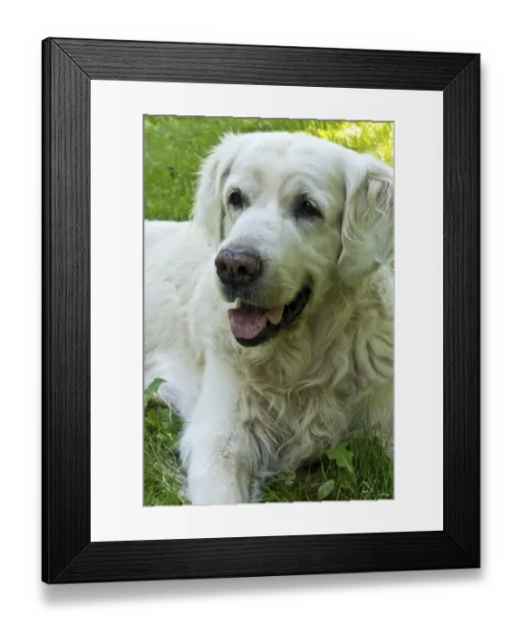Framed Print : A content golden retriever with white fur relaxing on green grass outdoors Framed Print : A content golden retriever with white fur relaxing on green grass outdoors
