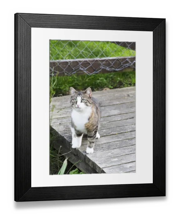 Framed Print : Domestic cat