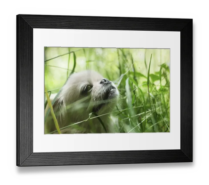 Framed Print : Funny pekingese dog smilingSAMSUNG CSC Framed Print : Funny pekingese dog smilingSAMSUNG CSC