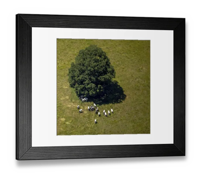 Framed Print : Aerial view, pasture with black and white dairy cows under a tree near Liesborn