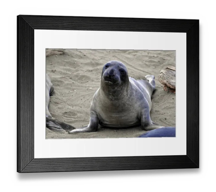 Framed Print : A single seal sits on the sand and looks with friendly expression Framed Print : A single seal sits on the sand and looks with friendly expression