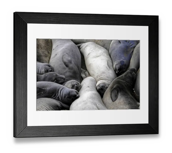 Framed Print : Several seals lie snuggled up close together on the sandy beach