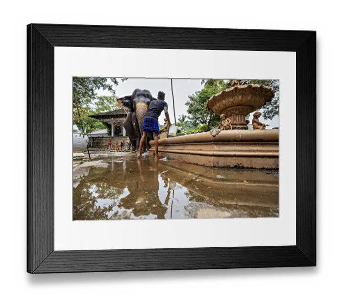Framed Print : Man washes at the temple well with an elephant in a quiet environment
