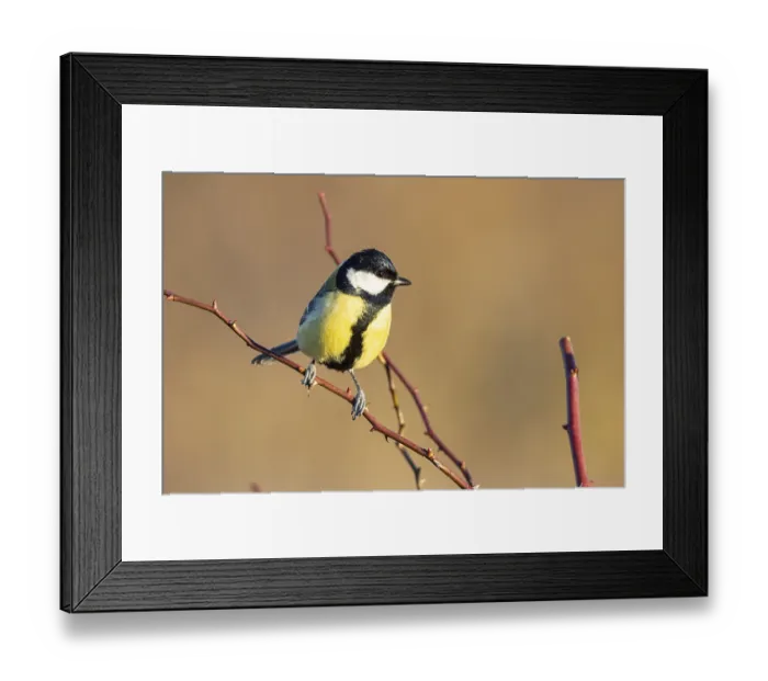 Framed Print : Great tit (Parus major) Germany Framed Print : Great tit (Parus major) Germany