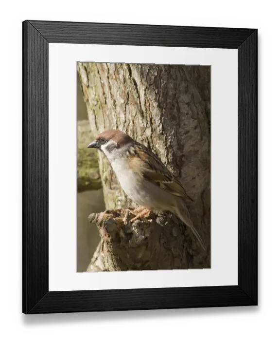 Framed Print : Tree Sparrow perched on a branch in the wild