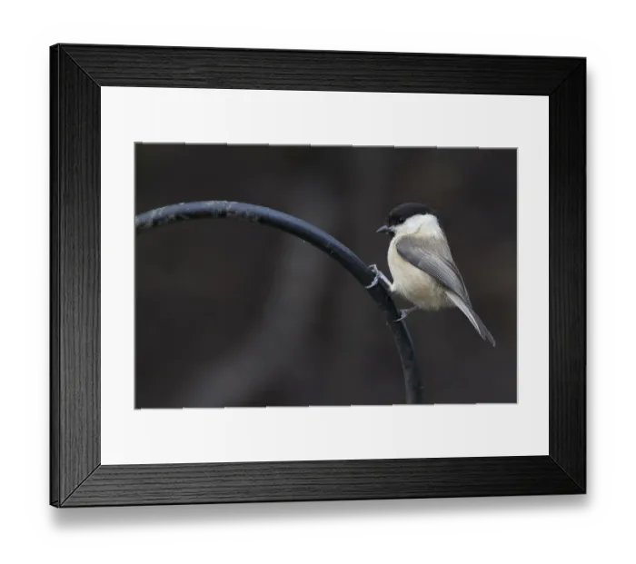 Framed Print : Coal Tit (Periparus ater) perched on a pole Framed Print : Coal Tit (Periparus ater) perched on a pole