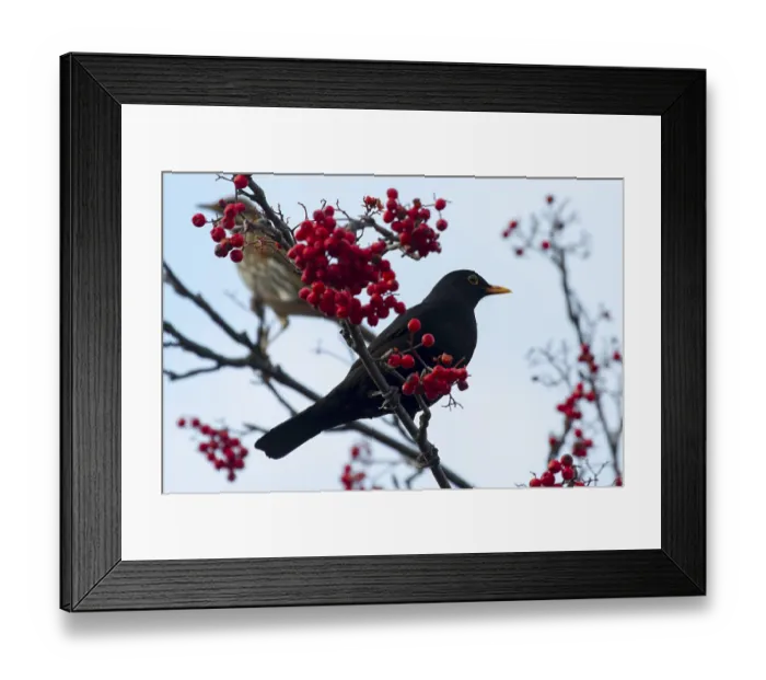 Framed Print : Blackbird perched on a branch with red berrys