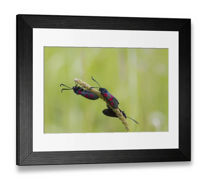 Framed Print : Narrow Bordered Five Spot Burnet (Zygaena lonicerae)