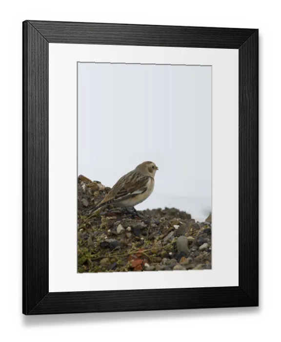 Framed Print : Snow Bunting (Plectrophenax nivalis) perched on small rocks Framed Print : Snow Bunting (Plectrophenax nivalis) perched on small rocks