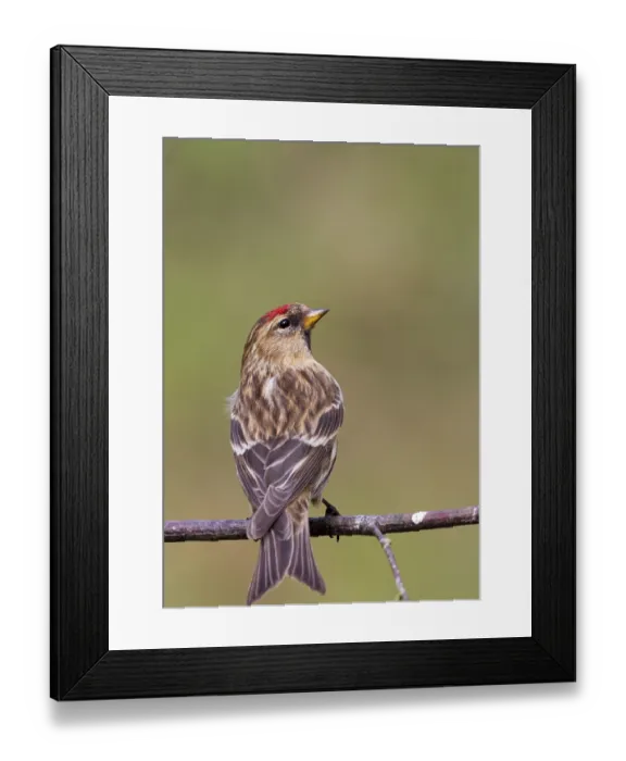 Framed Print : Redpoll (Carduelis flammea) closeup on a branch