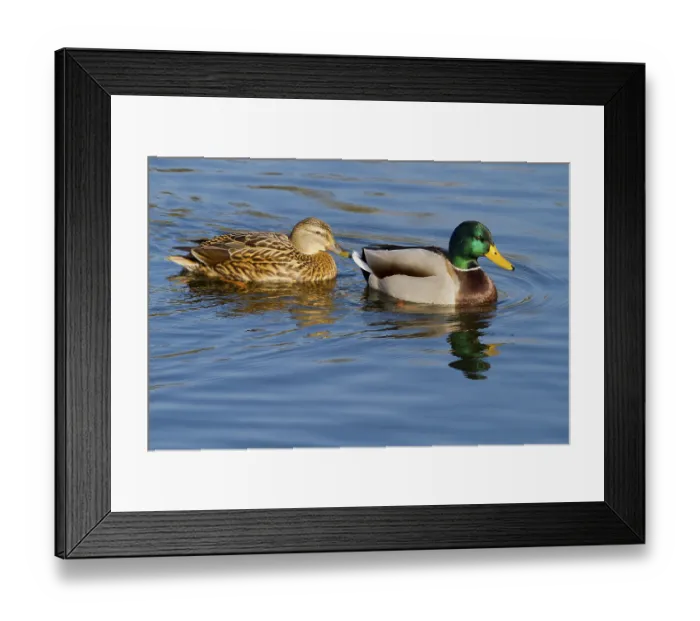 Framed Print : A pair of Ducks swimming on the lake on a beautiful day