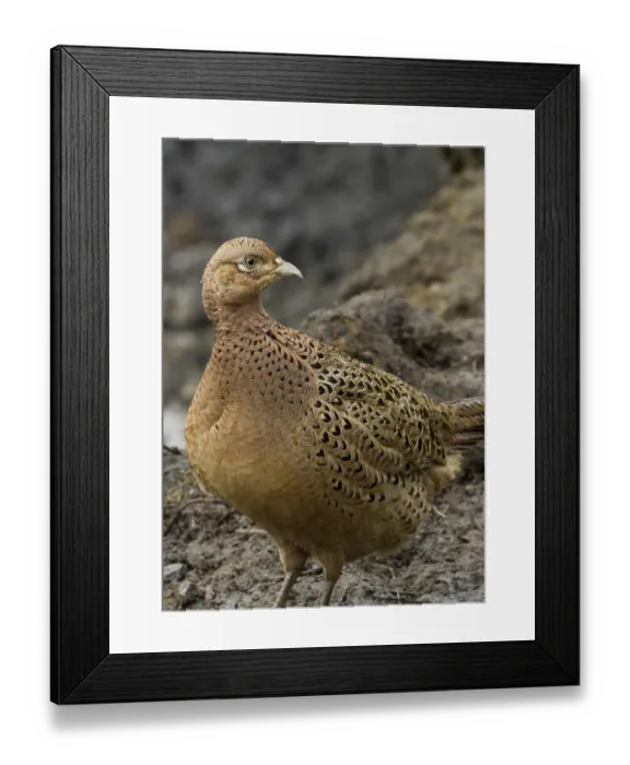 Framed Print : Pheasant female bird in the wild closeup
