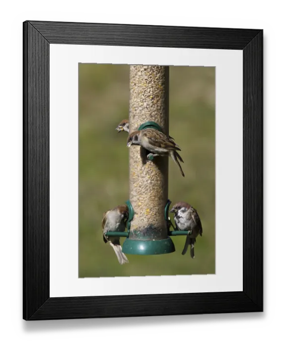 Framed Print : Tree Sparrow (Passer Montanus) Feeding at the feeder Framed Print : Tree Sparrow (Passer Montanus) Feeding at the feeder