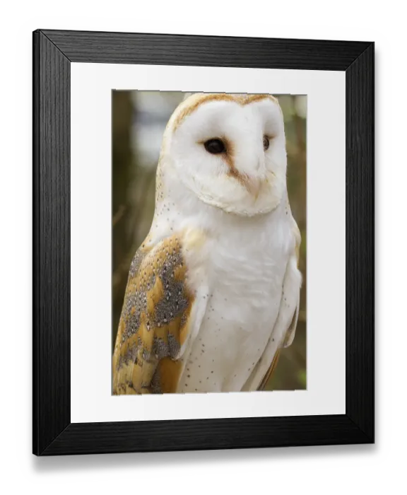 Framed Print : Barn Owl (Tyto alba) closeup Framed Print : Barn Owl (Tyto alba) closeup