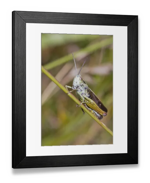 Framed Print : Grasshopper perched on a grass stem closeup