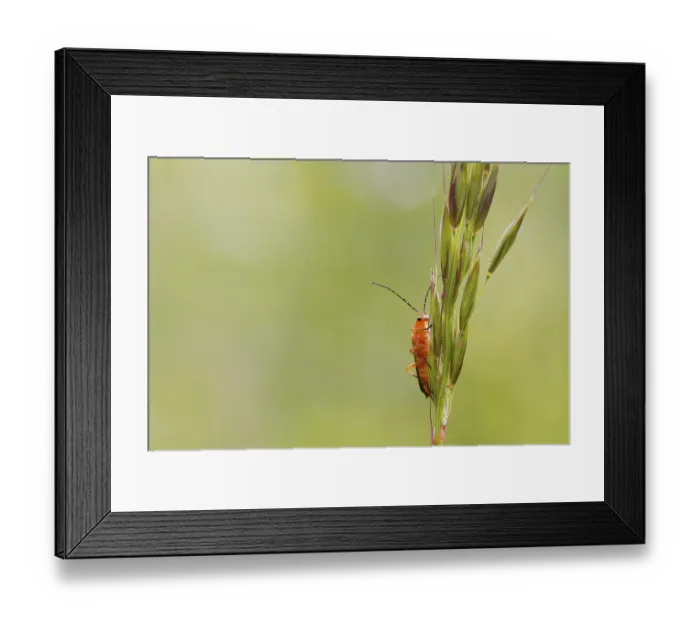 Framed Print : Beetle (Rhagonycha fulva) perched on a grass stem