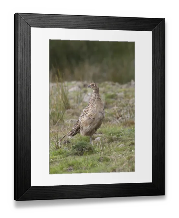 Framed Print : Pheasant in the wild female bird on lookout Framed Print : Pheasant in the wild female bird on lookout