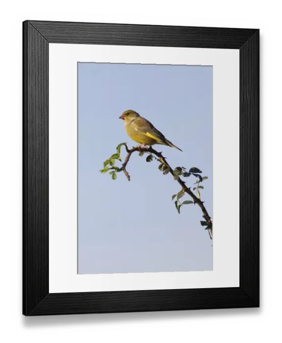 Framed Print : Greenfinch (Carduelis chloris) perched on a branch