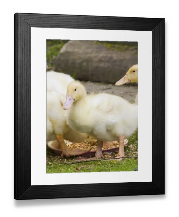 Framed Print : Livestock on the farm feeding close up