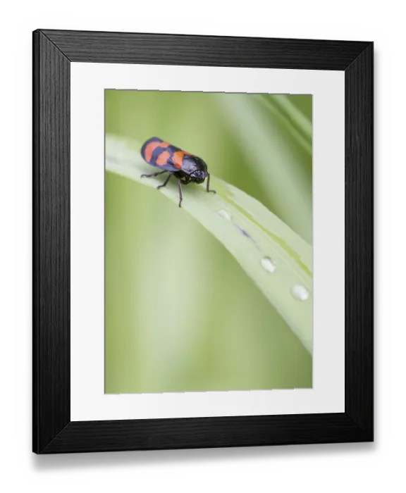 Framed Print : Red and Black Froghopper (Cercopis vulnerata) on a leaf Framed Print : Red and Black Froghopper (Cercopis vulnerata) on a leaf