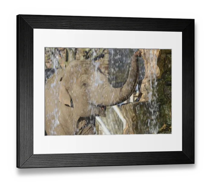Framed Print : Elephant taking a shower in a waterfall Framed Print : Elephant taking a shower in a waterfall