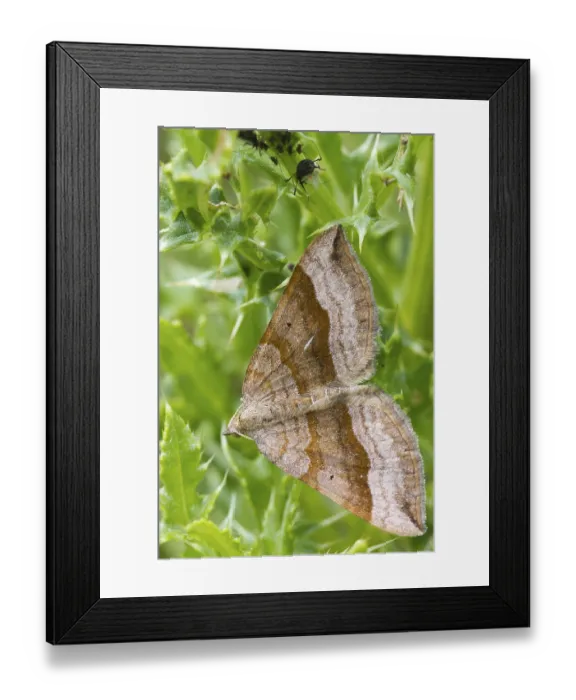 Framed Print : Shaded broad-bar (Scotopteryx chenopodiata) is a moth of the family Geometridae