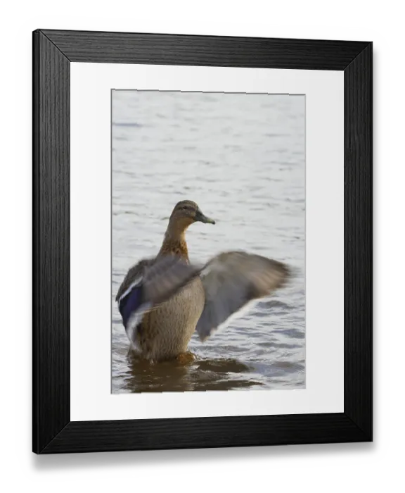 Framed Print : Duck flapping its wings in the water
