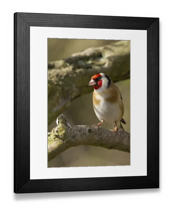 Framed Print : Goldfinch perched on a branch in the wild