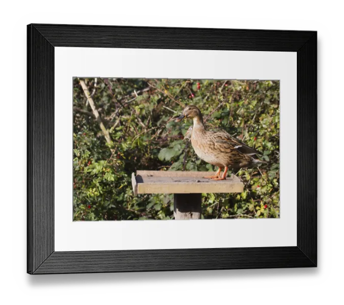 Framed Print : Female Duck on a bird feeding table