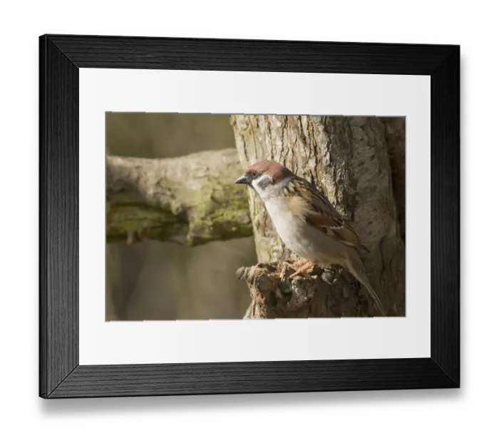 Framed Print : Tree Sparrow perched on a branch in the wild