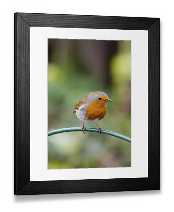 Framed Print : Robin (Erithacus rubecula) perched on a feeder Framed Print : Robin (Erithacus rubecula) perched on a feeder