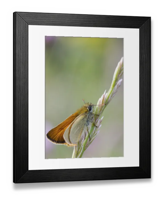 Framed Print : Small Skipper Butterfly (Thymelicus sylvestris) perched on a grass stem Framed Print : Small Skipper Butterfly (Thymelicus sylvestris) perched on a grass stem