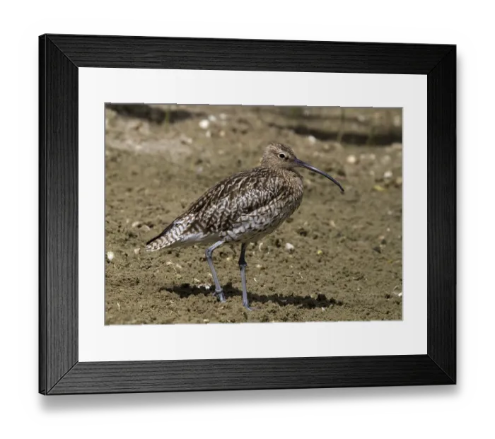 Framed Print : Curlew standing on the soil looking for food Framed Print : Curlew standing on the soil looking for food