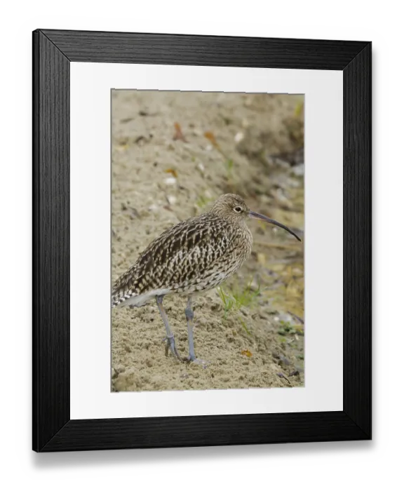 Framed Print : A beautiful Curlew closeup standing at rest