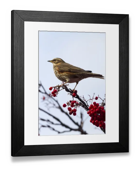 Framed Print : Redwing (Turdus iliacus) perched on a branch with red berrys