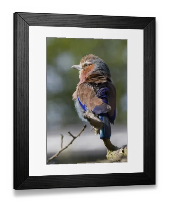 Framed Print : Lilac Breasted Roller (Coracias Caudatus) A Beautiful Bird From Africa