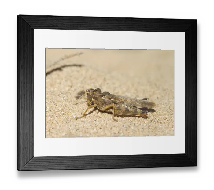 Framed Print : Grasshopper (Orthoptera) resting on a gravel beach Framed Print : Grasshopper (Orthoptera) resting on a gravel beach