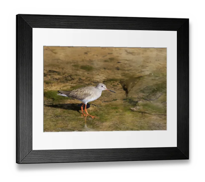 Framed Print : Redshank (Tringa totanus) looking for a meal