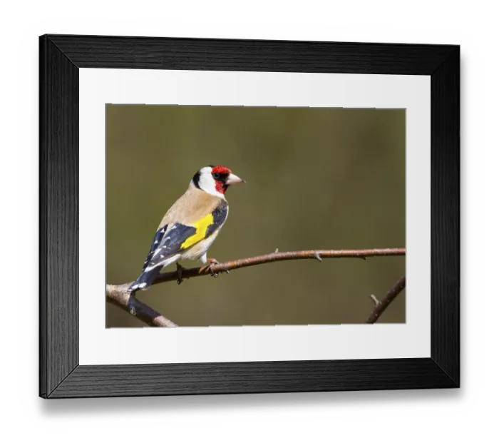 Framed Print : Goldfinch (Carduelis-carduelis) perched on a branch Framed Print : Goldfinch (Carduelis-carduelis) perched on a branch