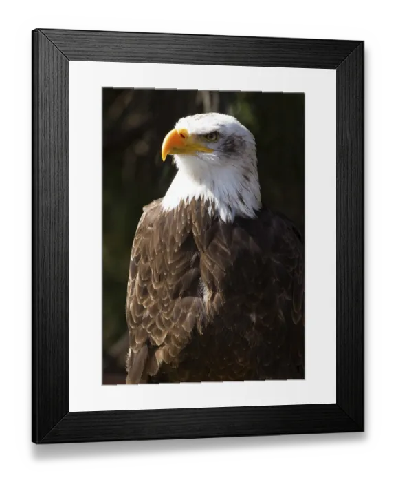 Framed Print : Bald Eagle Bird of prey close up Framed Print : Bald Eagle Bird of prey close up