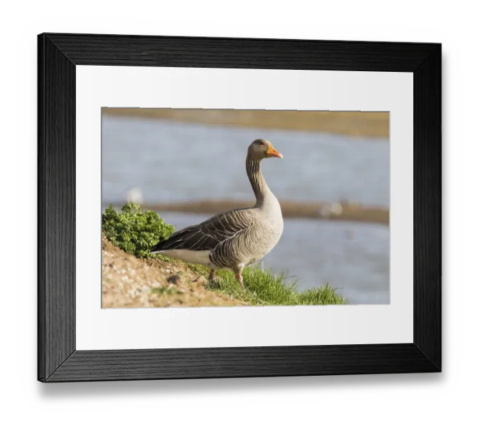 Framed Print : Pink footed Goose (Anser brachyrhynchus) on land